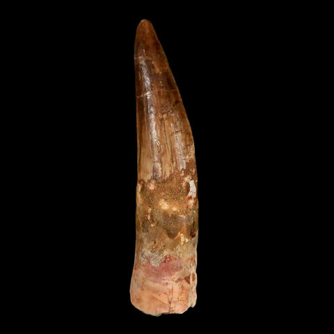 XXL 4.1" Spinosaurus Fossil Tooth 100 Million Years Old Cretaceous Dinosaur COA - Fossil Age Minerals