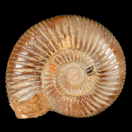 77MM Polished Perisphinctes Ammonite Fossil Nautilus Madagascar Jurassic Age COA