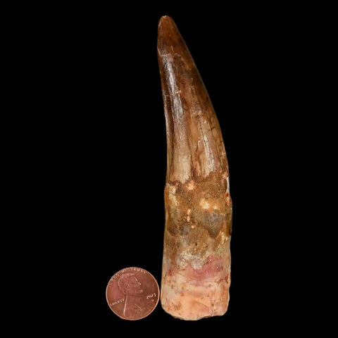 XXL 4.1" Spinosaurus Fossil Tooth 100 Million Years Old Cretaceous Dinosaur COA - Fossil Age Minerals