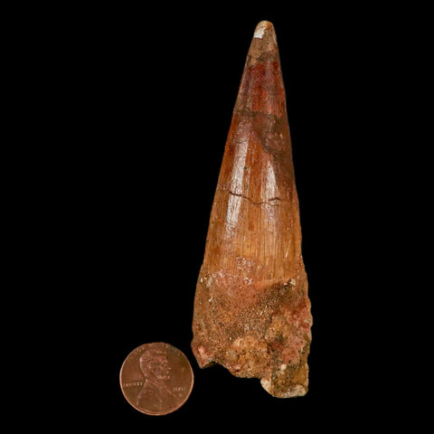 XL 3.8" Spinosaurus Fossil Tooth 100 Million Years Old Cretaceous Dinosaur COA - Fossil Age Minerals