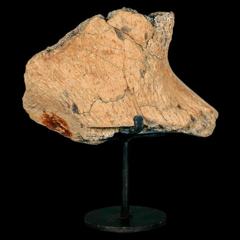 4.6" Triceratops Fossil Jaw Hinge Hell Creek FM Cretaceous Dinosaur MT COA Stand