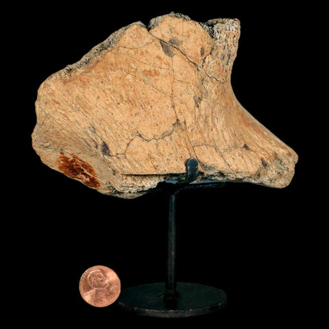 4.6" Triceratops Fossil Jaw Hinge Hell Creek FM Cretaceous Dinosaur MT COA Stand