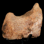 2.6" Mosasaur Fossil Vertebrae Cretaceous Dinosaur Era Texas Oza FM COA, Metal Stand