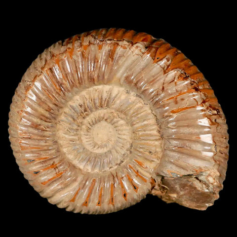 71MM Polished Perisphinctes Ammonite Fossil Nautilus Madagascar Jurassic Age COA - Fossil Age Minerals