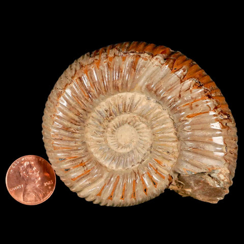 71MM Polished Perisphinctes Ammonite Fossil Nautilus Madagascar Jurassic Age COA - Fossil Age Minerals