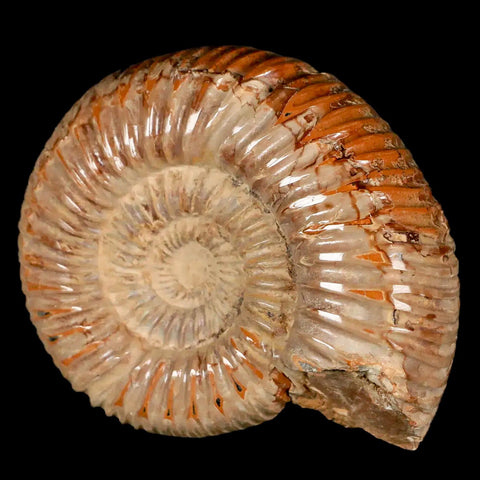 71MM Polished Perisphinctes Ammonite Fossil Nautilus Madagascar Jurassic Age COA - Fossil Age Minerals