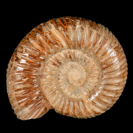 71MM Polished Perisphinctes Ammonite Fossil Nautilus Madagascar Jurassic Age COA