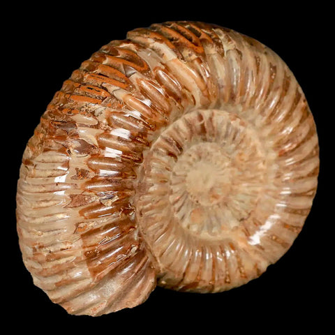 71MM Polished Perisphinctes Ammonite Fossil Nautilus Madagascar Jurassic Age COA - Fossil Age Minerals