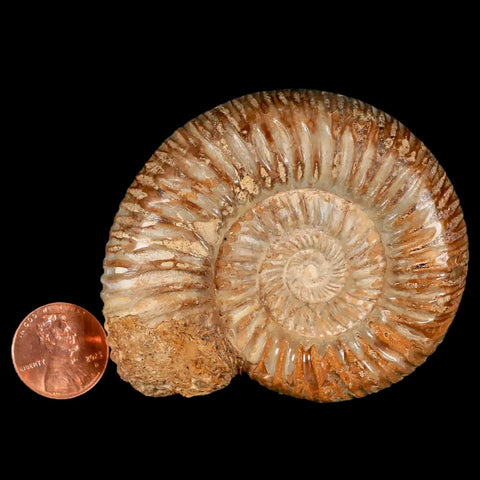 70MM Polished Perisphinctes Ammonite Fossil Nautilus Madagascar Jurassic Age COA - Fossil Age Minerals