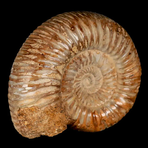 70MM Polished Perisphinctes Ammonite Fossil Nautilus Madagascar Jurassic Age COA - Fossil Age Minerals