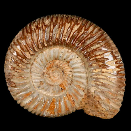 70MM Polished Perisphinctes Ammonite Fossil Nautilus Madagascar Jurassic Age COA