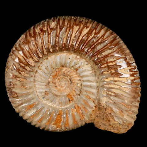 70MM Polished Perisphinctes Ammonite Fossil Nautilus Madagascar Jurassic Age COA - Fossil Age Minerals