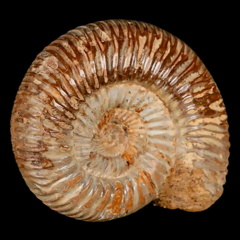 70MM Polished Perisphinctes Ammonite Fossil Nautilus Madagascar Jurassic Age COA - Fossil Age Minerals