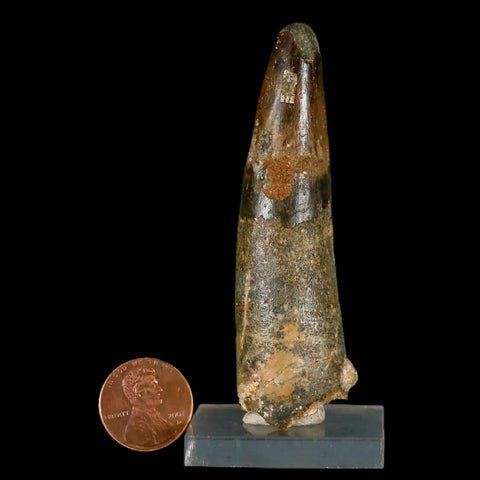 XL 3.1" Spinosaurus Fossil Tooth 100 Million Years Old Cretaceous Dinosaur COA Stand - Fossil Age Minerals