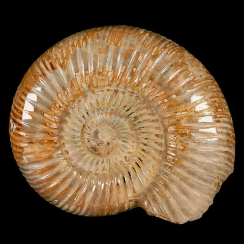 76MM Polished Perisphinctes Ammonite Fossil Nautilus Madagascar Jurassic Age COA - Fossil Age Minerals