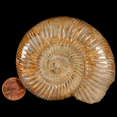 76MM Polished Perisphinctes Ammonite Fossil Nautilus Madagascar Jurassic Age COA - Fossil Age Minerals