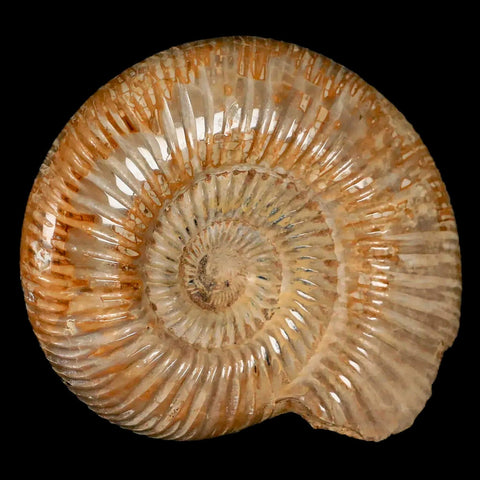 76MM Polished Perisphinctes Ammonite Fossil Nautilus Madagascar Jurassic Age COA - Fossil Age Minerals