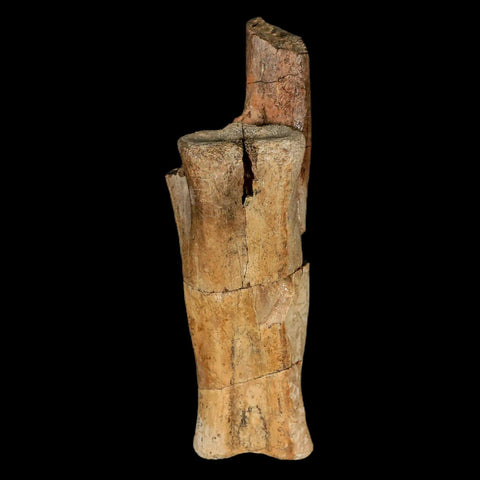 3.9" Struthiomimus Fossil Tail Vertebrae Lance Creek FM WY Cretaceous Dinosaur Age - Fossil Age Minerals