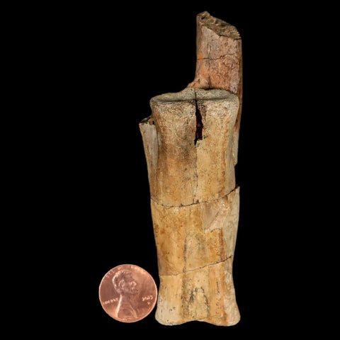 3.9" Struthiomimus Fossil Tail Vertebrae Lance Creek FM WY Cretaceous Dinosaur Age - Fossil Age Minerals