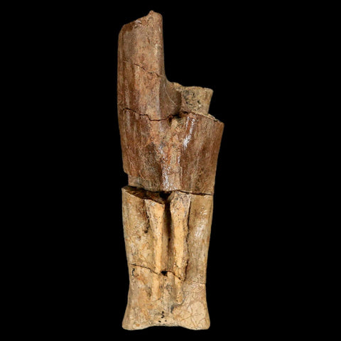 3.9" Struthiomimus Fossil Tail Vertebrae Lance Creek FM WY Cretaceous Dinosaur Age - Fossil Age Minerals