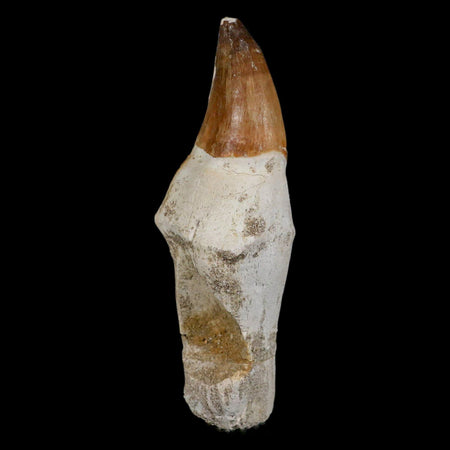 XL 4.8" Mosasaur Prognathodon Fossil Tooth Rooted Cretaceous Dinosaur Era COA