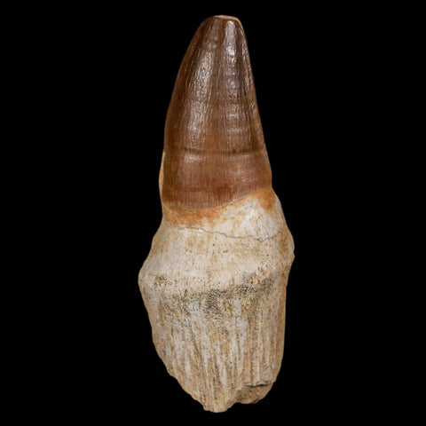 XL 3.4" Mosasaur Prognathodon Fossil Tooth Rooted Cretaceous Dinosaur Era COA - Fossil Age Minerals