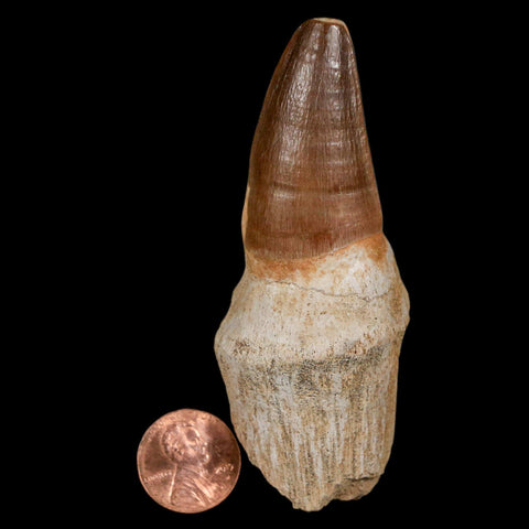 XL 3.4" Mosasaur Prognathodon Fossil Tooth Rooted Cretaceous Dinosaur Era COA - Fossil Age Minerals