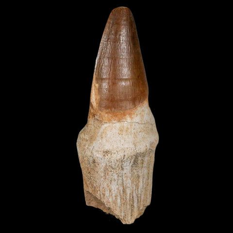 XL 3.4" Mosasaur Prognathodon Fossil Tooth Rooted Cretaceous Dinosaur Era COA - Fossil Age Minerals