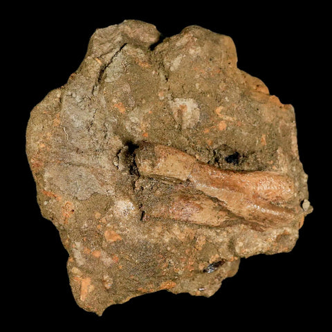 3.7" Raptor Dinosaur Fossil Vertebrae in Matrix Lance Creek FM Cretaceous WY COA - Fossil Age Minerals