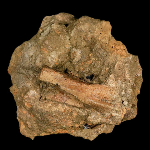 3.7" Raptor Dinosaur Fossil Vertebrae in Matrix Lance Creek FM Cretaceous WY COA - Fossil Age Minerals