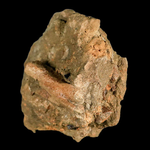 3.7" Raptor Dinosaur Fossil Vertebrae in Matrix Lance Creek FM Cretaceous WY COA - Fossil Age Minerals