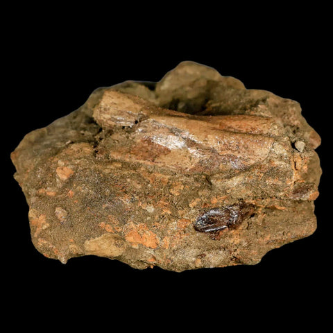 3.7" Raptor Dinosaur Fossil Vertebrae in Matrix Lance Creek FM Cretaceous WY COA - Fossil Age Minerals