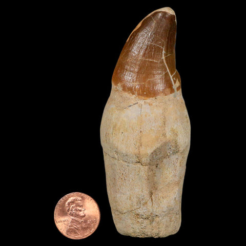 3.5" Mosasaur Prognathodon Fossil Tooth Rooted Cretaceous Dinosaur Era COA - Fossil Age Minerals