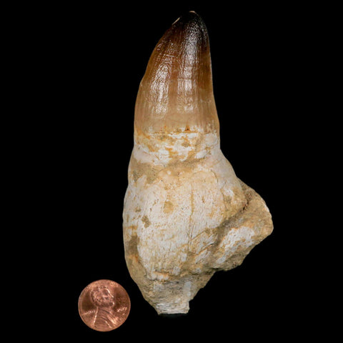 XL 4.4" Mosasaur Prognathodon Fossil Tooth Rooted Cretaceous Dinosaur Era COA - Fossil Age Minerals