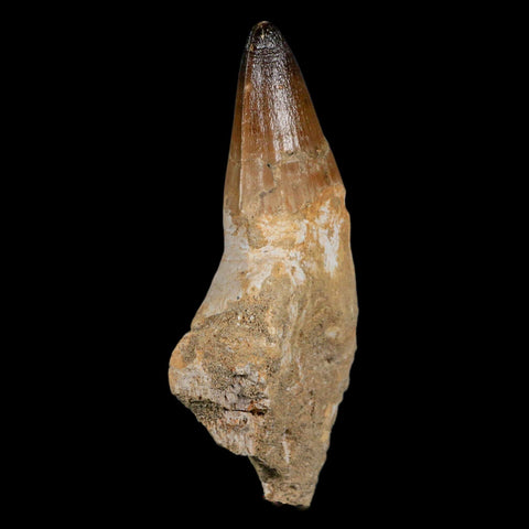 XL 4.4" Mosasaur Prognathodon Fossil Tooth Rooted Cretaceous Dinosaur Era COA - Fossil Age Minerals