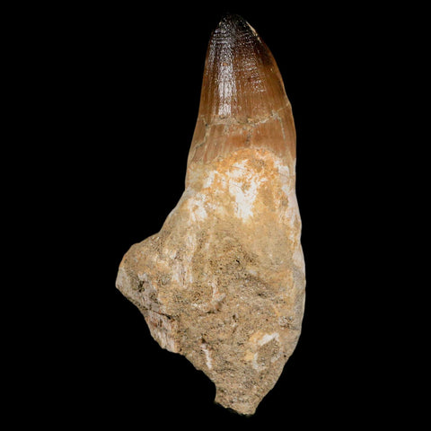 XL 4.4" Mosasaur Prognathodon Fossil Tooth Rooted Cretaceous Dinosaur Era COA - Fossil Age Minerals