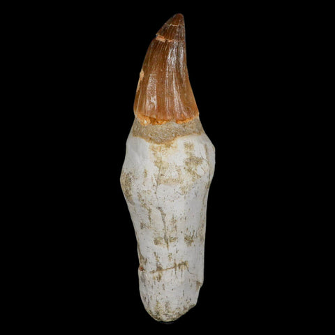 XL 4.6" Mosasaur Prognathodon Fossil Tooth Rooted Cretaceous Dinosaur Era COA