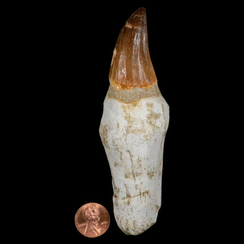 XL 4.6" Mosasaur Prognathodon Fossil Tooth Rooted Cretaceous Dinosaur Era COA