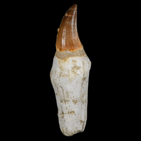 XL 4.6" Mosasaur Prognathodon Fossil Tooth Rooted Cretaceous Dinosaur Era COA