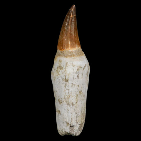 XL 4.6" Mosasaur Prognathodon Fossil Tooth Rooted Cretaceous Dinosaur Era COA