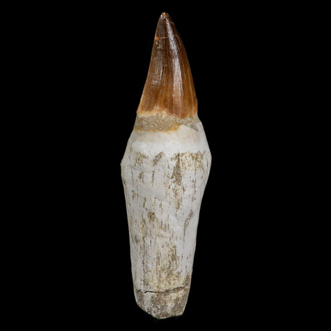 XL 4.6" Mosasaur Prognathodon Fossil Tooth Rooted Cretaceous Dinosaur Era COA