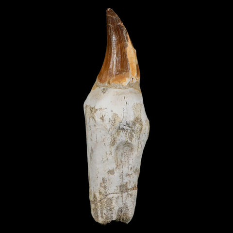 XL 4.6" Mosasaur Prognathodon Fossil Tooth Rooted Cretaceous Dinosaur Era COA