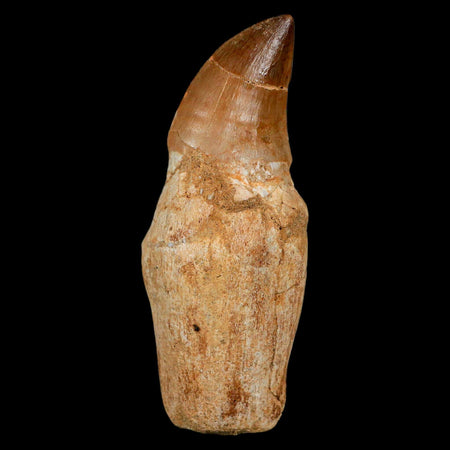 3.8" Mosasaur Prognathodon Fossil Tooth Rooted Cretaceous Dinosaur Era COA