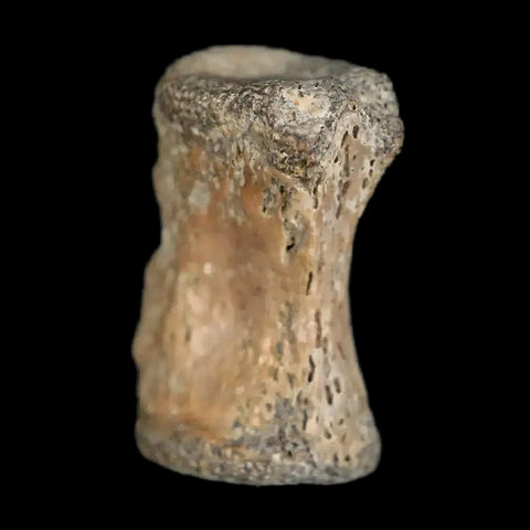 0.5" Raptor Fossil Tail Vertebrae Bone Cretaceous Dinosaur Judith Creek FM MT COA - Fossil Age Minerals