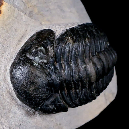 2.4" Phacops Boeckops Stelcki Trilobite Fossil Devonian Age Arthropod Morocco COA
