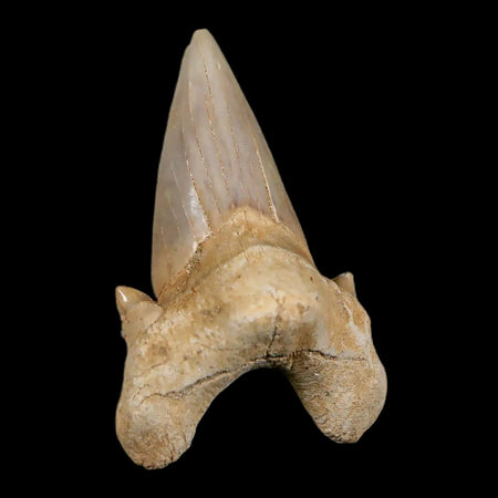 2.1" Otodus Obliquus Shark Fossil Tooth Specimen Oued Zem Morocco COA