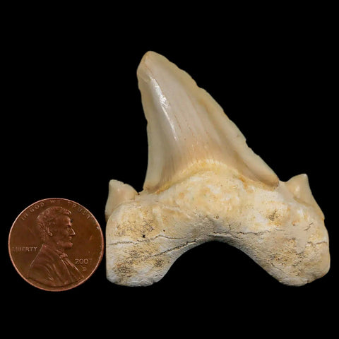 2.1" Otodus Obliquus Shark Fossil Tooth Specimen Oued Zem Morocco COA - Fossil Age Minerals