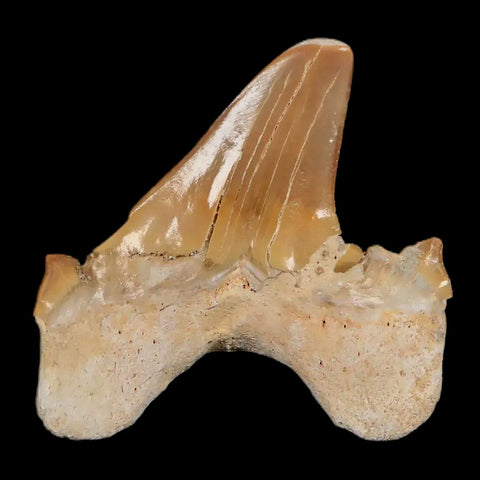 1.9" Otodus Obliquus Shark Fossil Tooth Specimen Oued Zem Morocco COA - Fossil Age Minerals