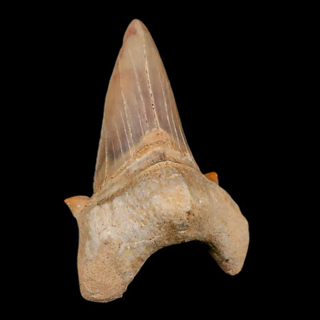 2.1" Otodus Obliquus Shark Fossil Tooth Specimen Oued Zem Morocco COA