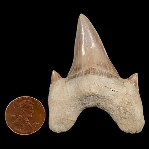 2.3" Otodus Obliquus Shark Fossil Tooth Specimen Oued Zem Morocco COA - Fossil Age Minerals